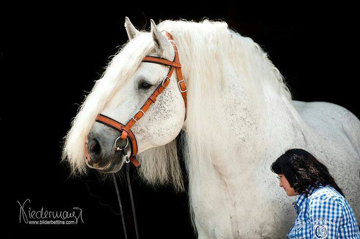 Percheron Stallion, Plannur